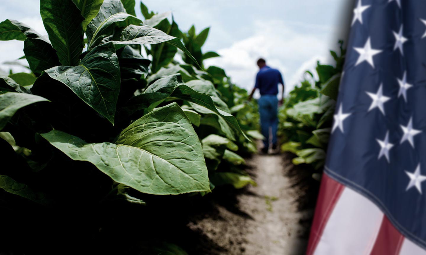 tobacco grown in usa U.S. Tobacco Cooperative