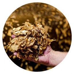 man holding dried tobacco